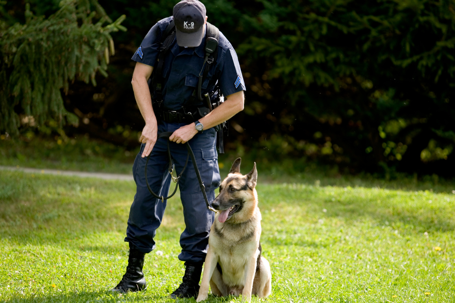 Dog Handling